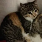 Znaleziono kota, Lublin, 5 grudnia 2024