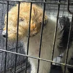 Znaleziono psa, Radom, 17 grudnia 2024