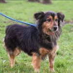 Znaleziono psa, Grudziądz, 9 października 2024