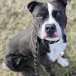 Znaleziono psa, Lublin, 20 grudnia 2024