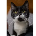 Znaleziono kota, Białystok, 21 grudnia 2024