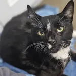 Znaleziono kota, Szczecin, 20 grudnia 2024