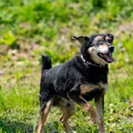 Znaleziono psa, Racławice, 13 grudnia 2024