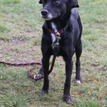 Pies do adopcji, Grudziądz, 28 listopada 2024