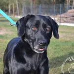 Pies do adopcji, Chełmek, 29 listopada 2024