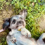 Znaleziono psa, Szczecin, 19 grudnia 2024