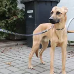 Znaleziono psa, Łódź, 19 grudnia 2024