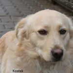 Kostek
