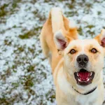 Pies do adopcji, Radom, 20 grudnia 2024