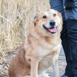 Znaleziono psa, Sosnowiec, 5 grudnia 2024