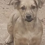 Znaleziono psa, Radom, 19 grudnia 2024