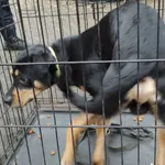 Znaleziono psa, Radom, 17 grudnia 2024