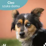 Pies do adopcji, Starogard Gdański, 18 sierpnia 2025