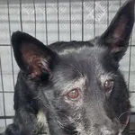 Znaleziono psa, Radom, 18 grudnia 2024