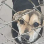 Znaleziono psa, Radom, 19 grudnia 2024