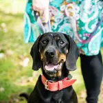 Pies do adopcji, Piła, 2 kwietnia 2022