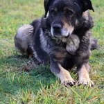 Pies do adopcji, Grudziądz, 9 września 2024