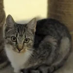 Kot do adopcji, Olsztyn, 12 lipca 2024