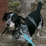 Znaleziono psa, Wałbrzych, 23 grudnia 2025