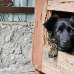 Pies do adopcji, Milanówek, 30 grudnia 2024