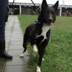 Znaleziono psa, Szczecin, 26 grudnia 2024