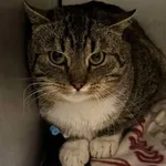 Znaleziono kota, Lublin, 19 grudnia 2024