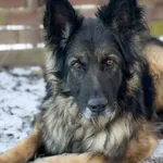 Pies do adopcji, Korabiewice, 28 listopada 2024