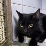 Znaleziono kota, Lublin, 19 grudnia 2024