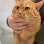 Znaleziono kota, Lublin, 19 grudnia 2024