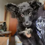 Pies do adopcji, Korabiewice, 28 listopada 2024