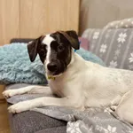 Znaleziono psa, Szczecin, 28 grudnia 2024