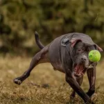 Pies do adopcji, Kraków, 14 grudnia 2024