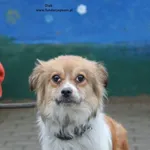 Pies do adopcji, Nowy Dwór Mazowiecki, 29 grudnia 2024