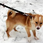 13034/248/24 -Nachos  data przyjęcia - 28.12.2024