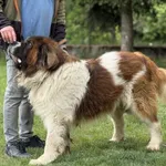 Pies do adopcji, Kraków, 13 listopada 2024