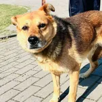 Znaleziono psa, Tatary, 19 września 2024