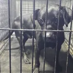 Znaleziono psa, Radom, 29 grudnia 2024