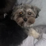 Zaginął pies, Łódź, 1 stycznia 2025