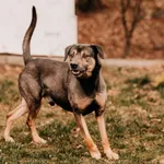 Bolt 616093902800159