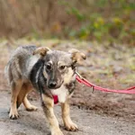 Pies do adopcji, Nowodwór, 2 stycznia 2025