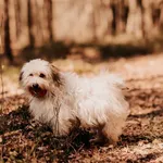 Fafik 616093902800227