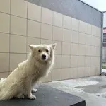 Pies do adopcji, Kraków, 18 grudnia 2024