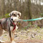 Pies do adopcji, Nowodwór, 2 stycznia 2025