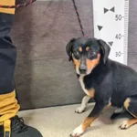 Imię: Przyjęty: 2024-11-18 Płeć: Pies Opis: mieszaniec, tricolor Wiek: ok. ok. 5 lat