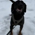 Pies do adopcji, Kraków, 19 grudnia 2024