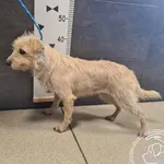 Pies do adopcji, Chełmek, 19 listopada 2024