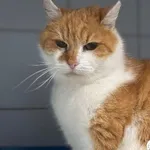 Znaleziono kota, Lublin, 3 stycznia 2025