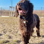 Znaleziono psa, Szczecin, 29 grudnia 2024