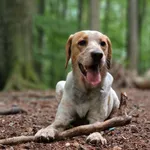 Znaleziono psa, Szczecin, 30 grudnia 2024