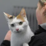 Znaleziono kota, Olsztyn, 9 lutego 2026